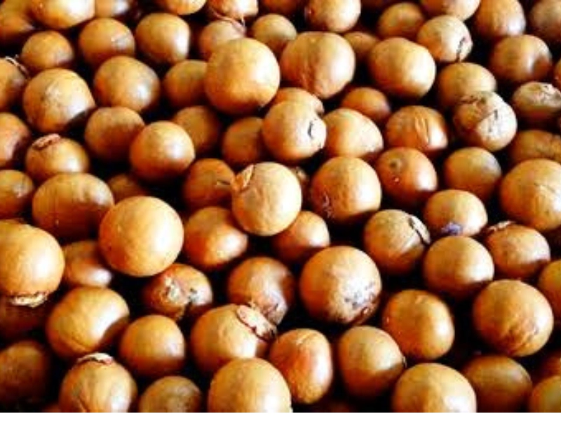 Macadamia