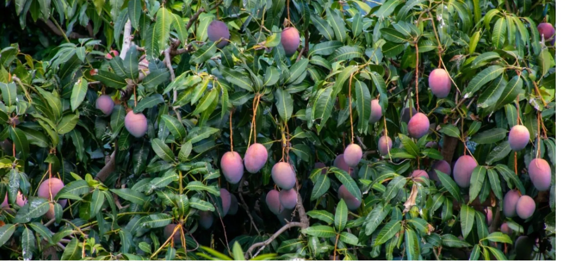 Kenya Horticulture Exporter